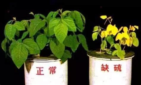 植物缺水|如何判断植物缺水还是过湿？